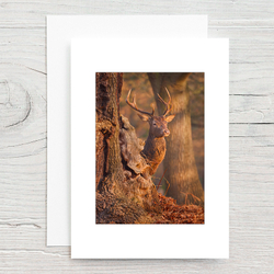 Red Deer