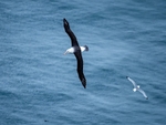 Black-browed Albatross