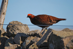Red Grouse