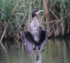 Cormorant