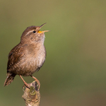 Wren