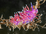 Edmundsella pedata