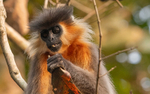 Capped Langur