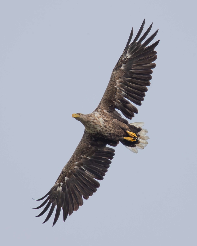 White Tailed Eagle - Isle of Mull - Scotland