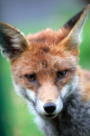 Urban Fox, Bristol _ UR075