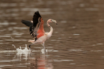American Flamingo portfolio