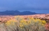 Yellow Flowers in Utah