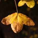 Montpellier maple (Acer monspessulanum)  