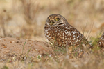 Burrowing Owl with distinctive eyes, Cape Coral, Florida