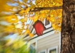 Scarlet Birdhouse