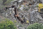 Griffon Vulture