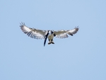 Pied Kingfisher hovering