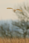Barn Owl flying, Hawling, Gloucestershire