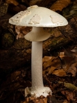 False Deathcap (01)