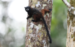 Brown-Mantled Tamarin