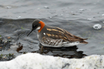 Red-necked Phalarope