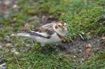 Snow Bunting