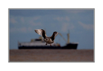 The Gull