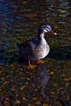Mallard Duck - DSC_7691