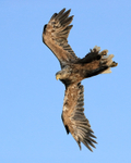 Sea Eagle starts fast dive, Flatanger, Norway