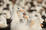 Interaction of Black-browed Albatrosses, Steeple Jason