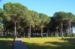 La Rocina, El Rocío, Coto Doñana, Andalucia, Spain