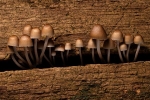 Mycena sp. (04)