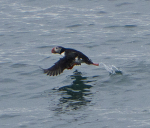 IMG_8773Puffin take off 2