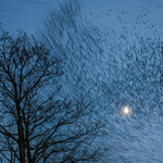 Starlings