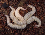 Marthasterias glacialis