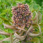 Apennine hound's tongue (Solenanthus apenninus)