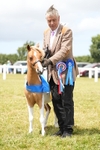 Miniature Horse Championship portfolio