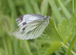 Green Veined White
