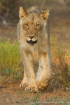 Young male lion approach