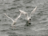 Bonaparte's Gull