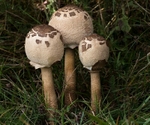 Parasol