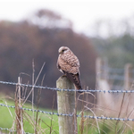 29th Oct Kestrel
