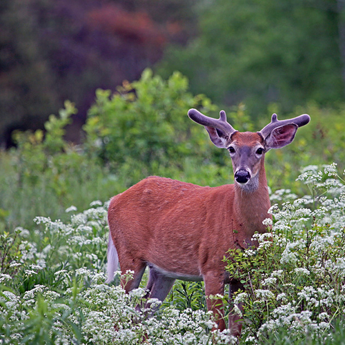 A young white-tailed buck browses on wild carrot.