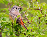 Redstart (female) in Long Meadow, Otmoor