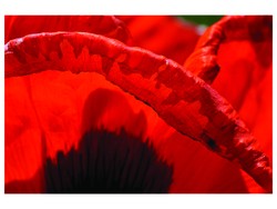 Flowers and Nature portfolio