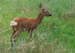 Roe Deer