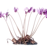 Sowbread (Cyclamen hederifolium)