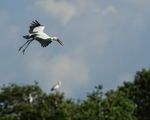 Flying Asian Openbill, Gao Giong, Vietnam