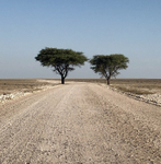 Two Trees