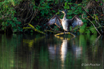 Drying time for the hunting Cormorant