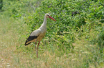 White Stork