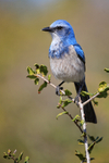 Florida Scrub-Jay at Shamrock Park, Venice, Florida