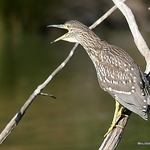 Black-crowned Night Heron (Nycticorax nycticorax) juv