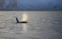 Orca (Killer Whales) Iceland  Ref Orca 12