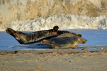 Atlantic Grey Seal